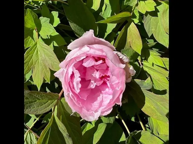 Ti Massa - Petit Cocon Avec Jardin A St Servan Saint-Malo 0*,